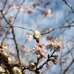 宿谷川の冬桜