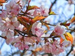 石尾根に咲く山桜