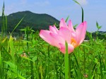 日和田山とピンクの蓮の花
