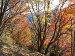 伊豆ヶ岳山頂直前の紅葉