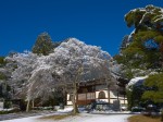 飯能・能仁寺の開山堂と雪桜