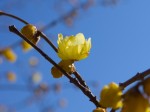 ユガテに咲く蝋梅の花 