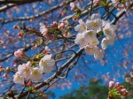 宝登山ロープウェイＰの桜・・・開花間近の花はとっても綺麗ですね