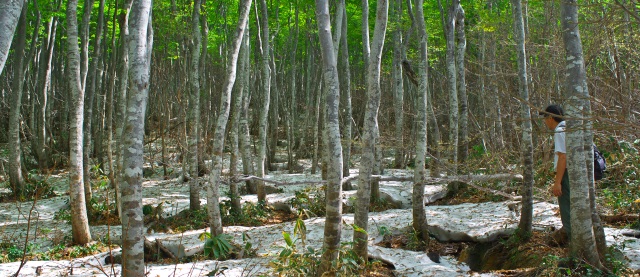 残雪のブナ樹林帯