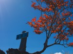 鮮やかな朱色に染まるアカヤシオが茂る両神山頂