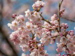高麗神社のひがん桜（樹齢300年）