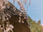 高麗神社・高麗家民家のしだれ桜