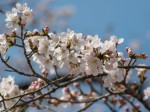 中央公園（天覧山麓）の桜