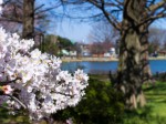 桜は三分咲き＠水城公園