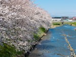 忍川沿いの桜・・・願わくば川が綺麗であれば・・・