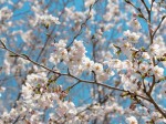 見頃の桜＠山の花道
