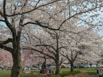 見頃の桜も沢山あり＠羊山公園