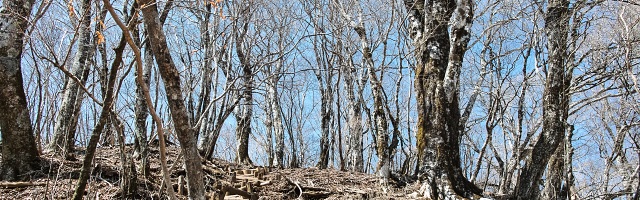 鍋割山稜の美しいブナの原生林