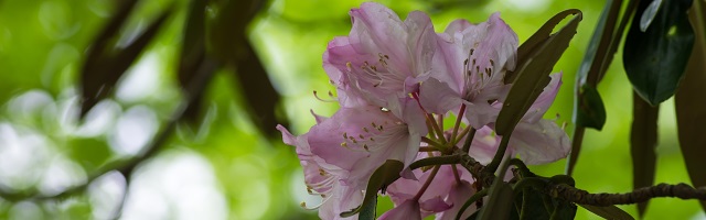 渓谷に咲くアズマシャクナゲ