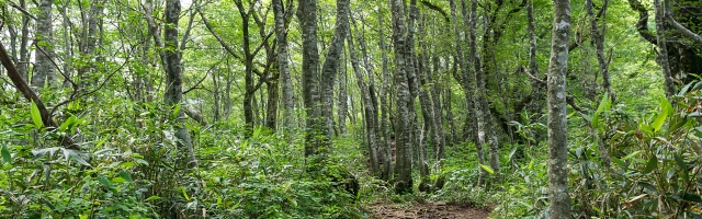 荒島岳の山腹に茂るブナ樹林