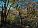 奥武蔵では珍しいブナの大木
