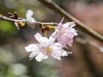 武蔵御嶽神社に咲く十月桜