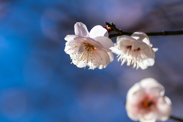 早咲きの白梅＠武蔵丘陵森林公園・梅園