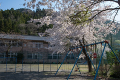 かつての学校に咲く桜