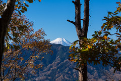 木々の隙間から・・・富士山