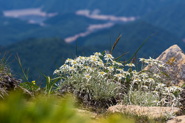 岩稜に咲くホソバヒナウスユキソウ