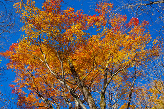綺麗に色づいた葉が残るカエデの高木