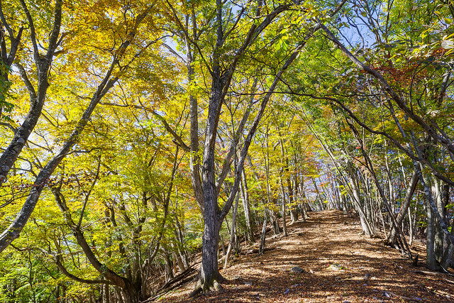 美しい広葉樹林＠ウノタワ手前の稜線