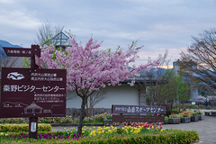戸川公園は華やかです