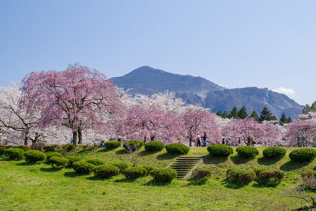 ボリューム満点の桜越しに武甲山＠羊山公園