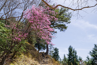 川苔山への稜線に咲くアカヤシオ1