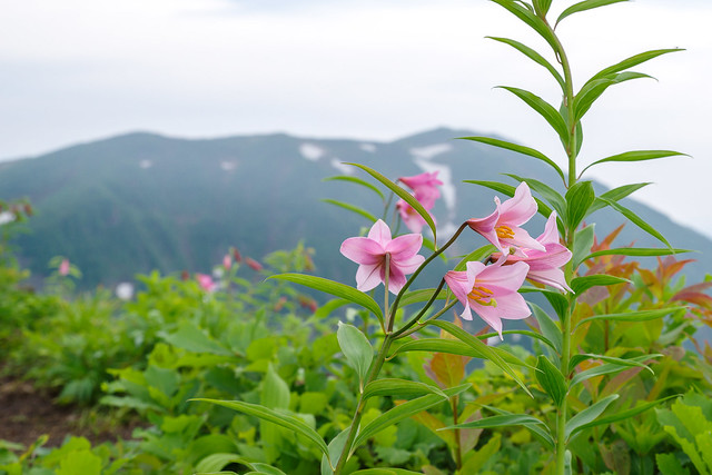 鬼ヶ面山手前の小ピークに咲くヒメサユリと浅草岳