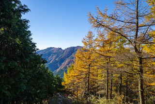 檜とカラマツの急斜面・・・小持・大持山を眺めながらシラジクボへ