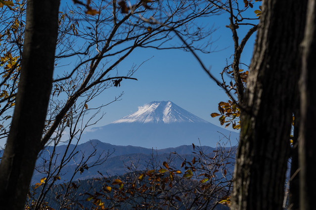 冠雪した富士山です