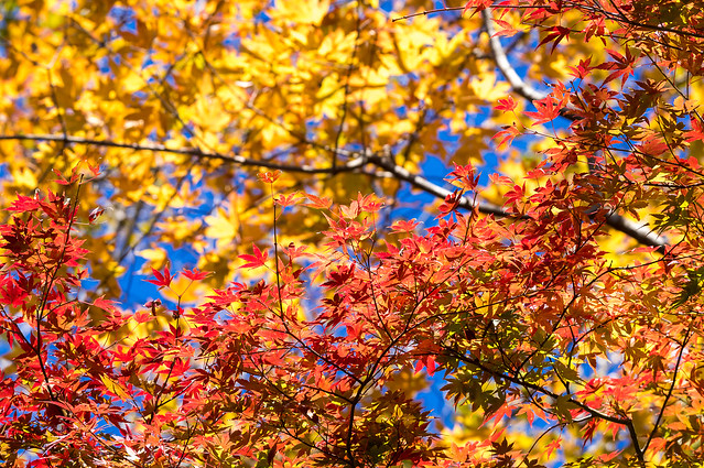 紅葉と黄葉＠景信山