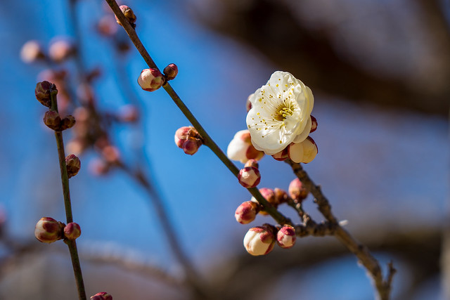 早咲きの梅（白色）＠花木園（梅園）