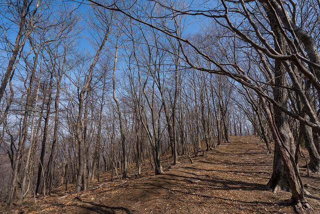妻坂峠への樹林帯
