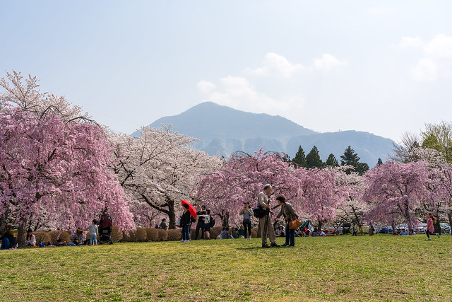 武甲山と桜