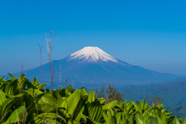 バイケイソウと富士山
