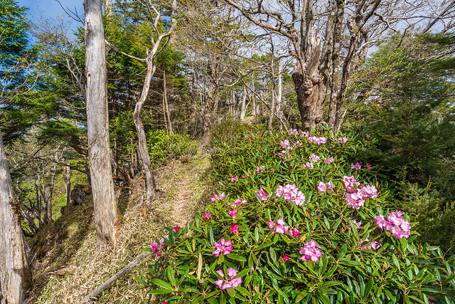 唐松尾山へ向かう稜線に咲くアズマシャクナゲ