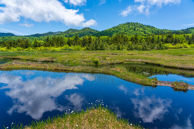 鏡の様な池塘に写る空とワタスゲ＠小松原湿原