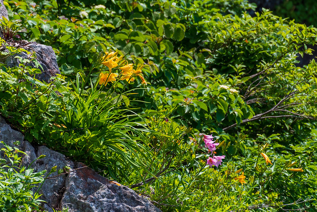 崖際に咲くニッコウキスゲとヒメサユリ