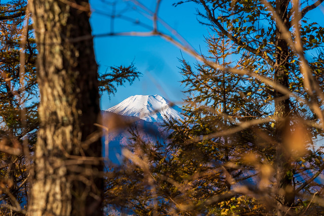 木々間から富士山！