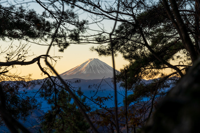 徳和登山口から山中へ・・木々間より富士山