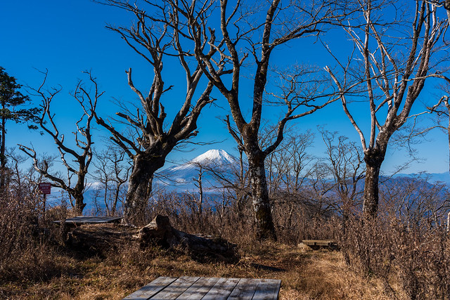 ブナの原生林と富士山
