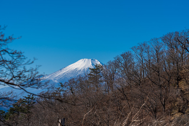 富士を眺めながら加入道山へ
