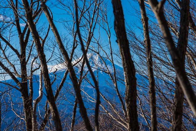 右手には冬枯れ越しに富士山