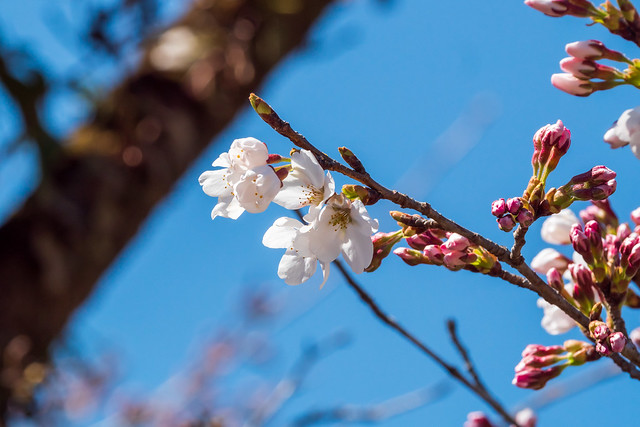 名郷も桜が開花