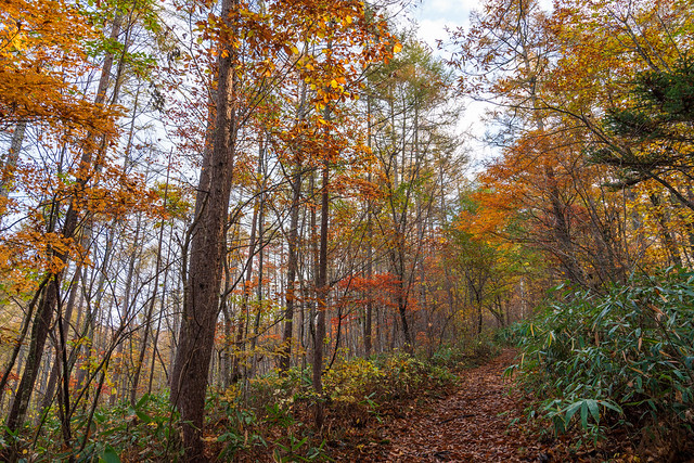 落葉の登山道