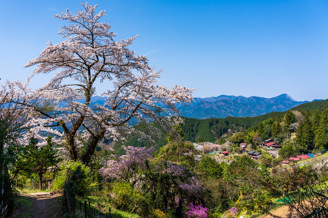 振り返り・・・桜と奥武蔵の山々