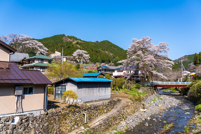 長沢川と満開の桜の風景